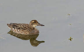 Garganey