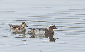 Garganey