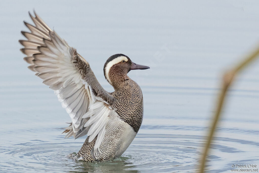 Garganey male adult breeding