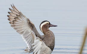 Garganey