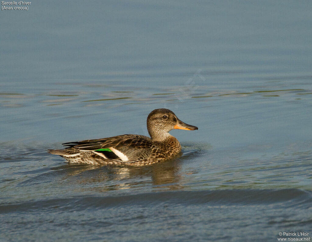 Eurasian Teal female adult