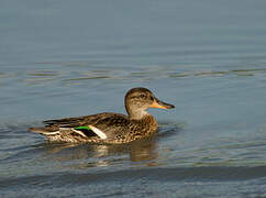 Eurasian Teal