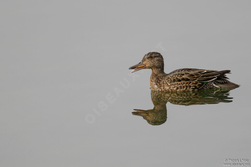 Eurasian Teal