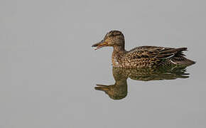 Eurasian Teal