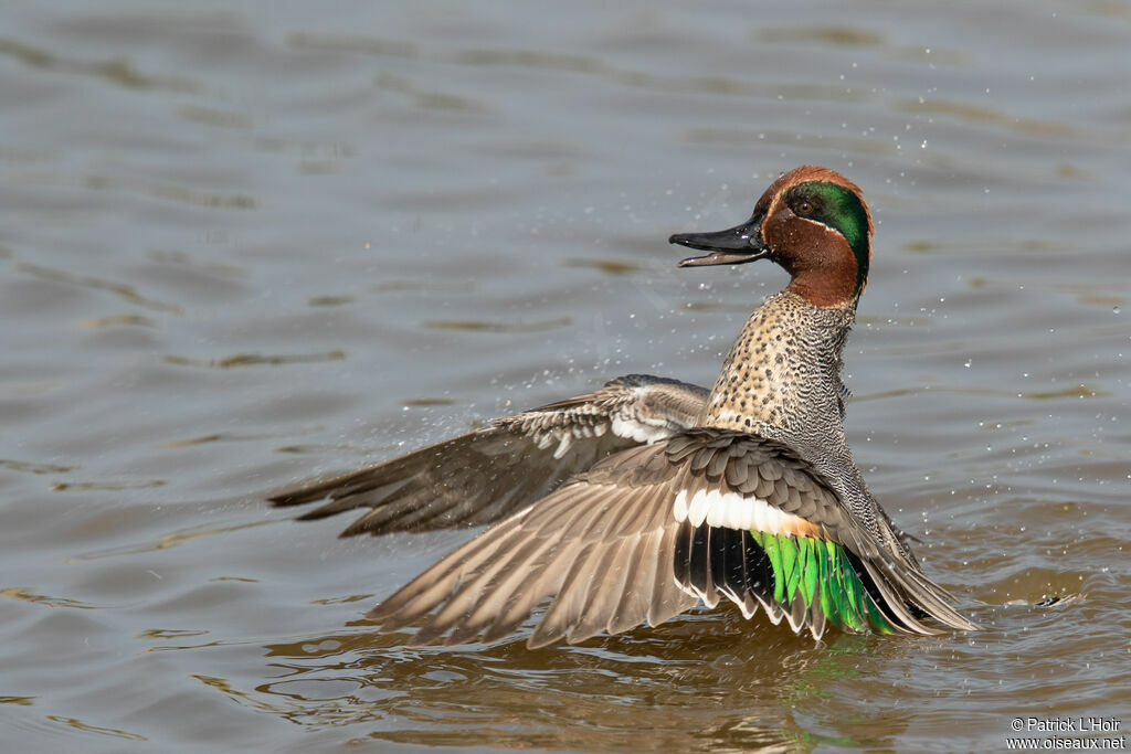 Eurasian Teal