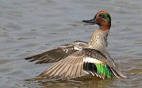 Eurasian Teal