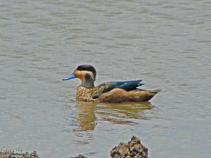 Blue-billed Teal male adult, swimming