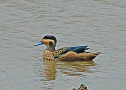 Blue-billed Teal