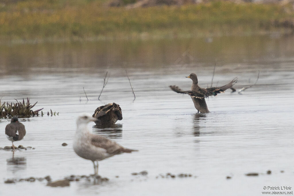 Yellow-billed Teal