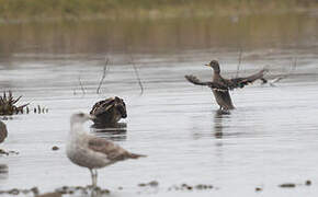 Yellow-billed Teal