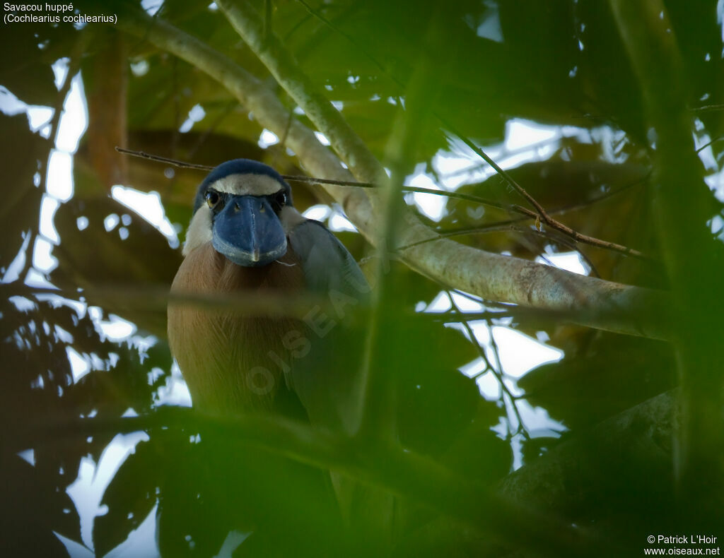 Boat-billed Heronadult