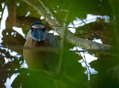 Boat-billed Heron