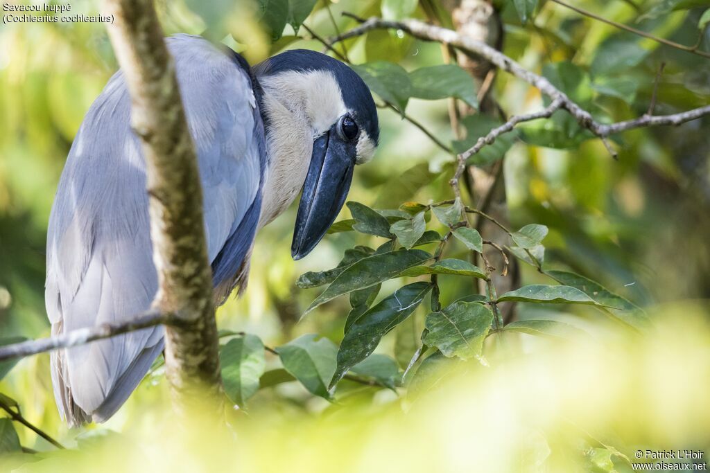 Boat-billed Heron
