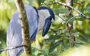 Boat-billed Heron