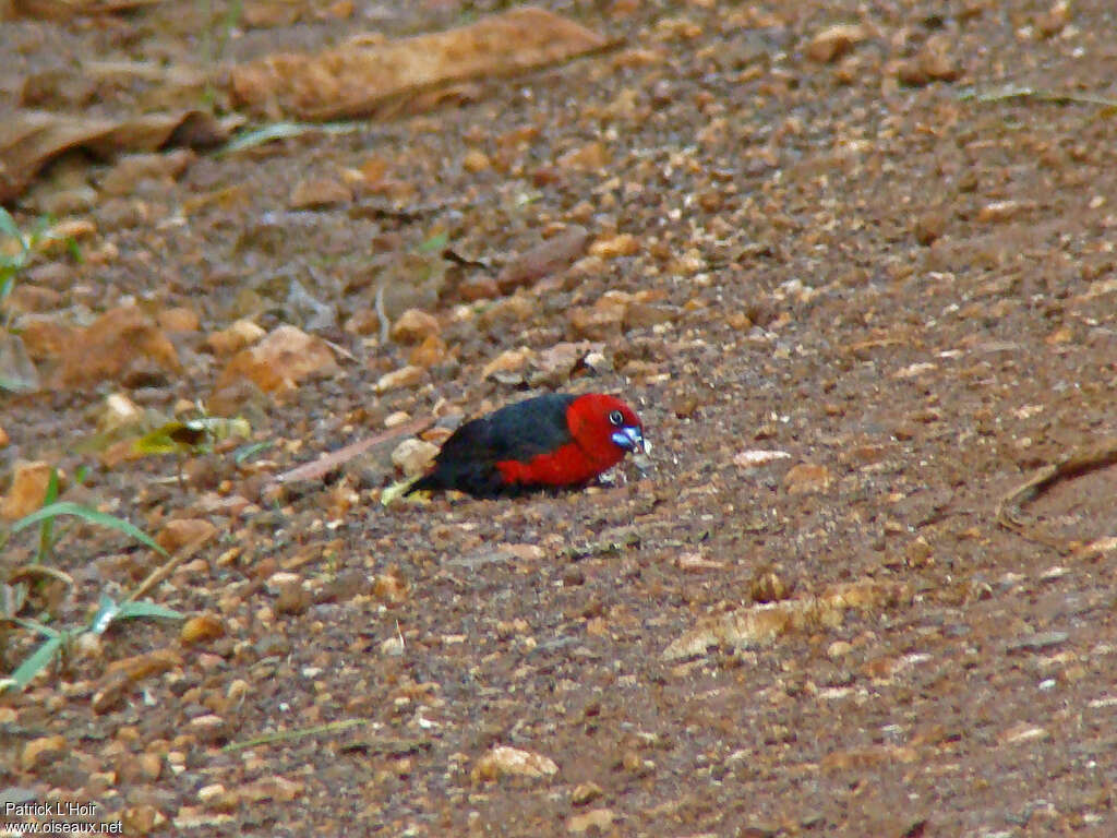 Sénégali à tête rouge mâle adulte, mange