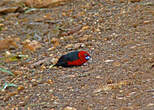 Sénégali à tête rouge