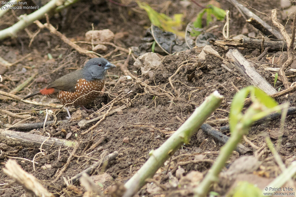 Brown Twinspotadult