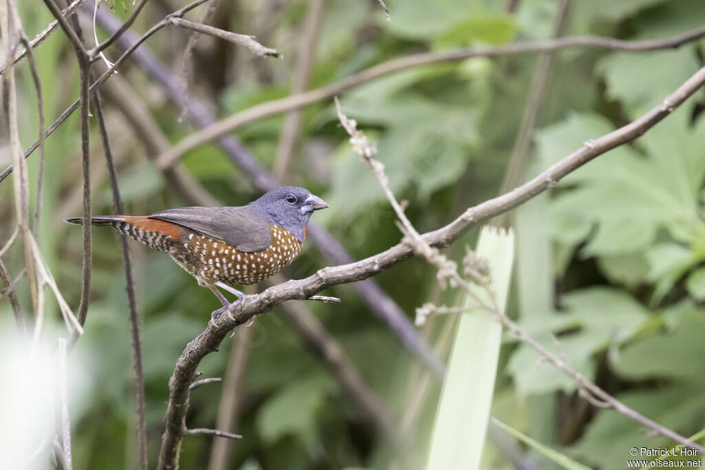 Brown Twinspot male adult