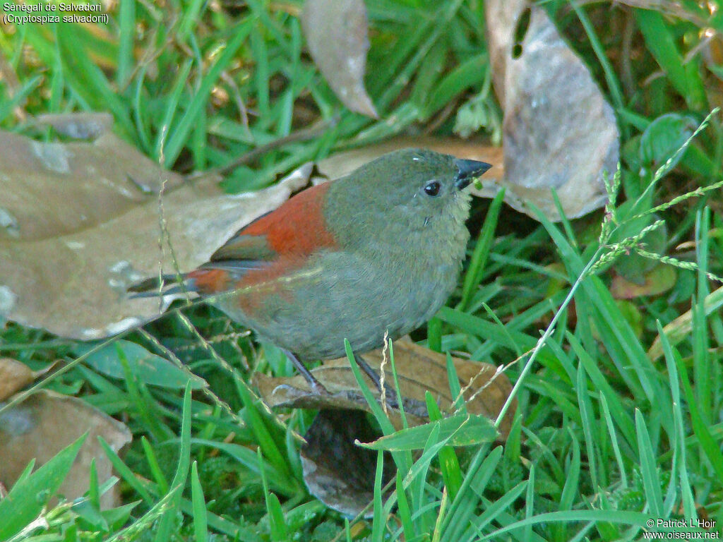 Abyssinian Crimsonwingadult, identification