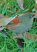 Abyssinian Crimsonwing