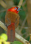 Red-throated Twinspot