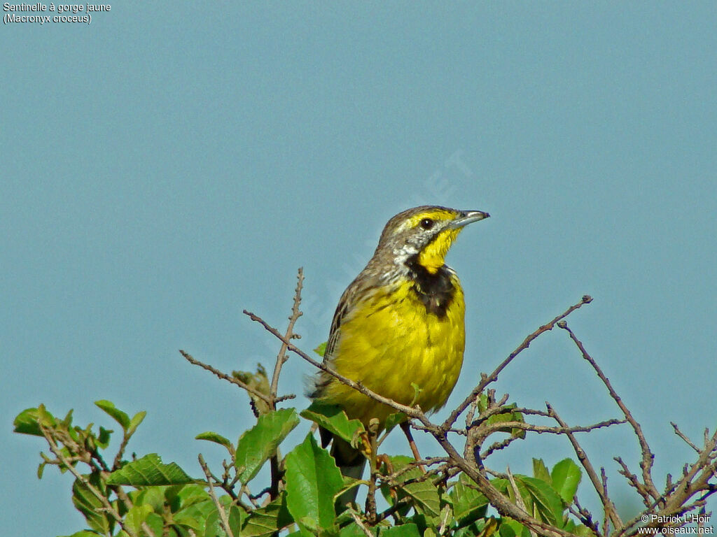 Yellow-throated Longclaw