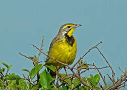 Yellow-throated Longclaw