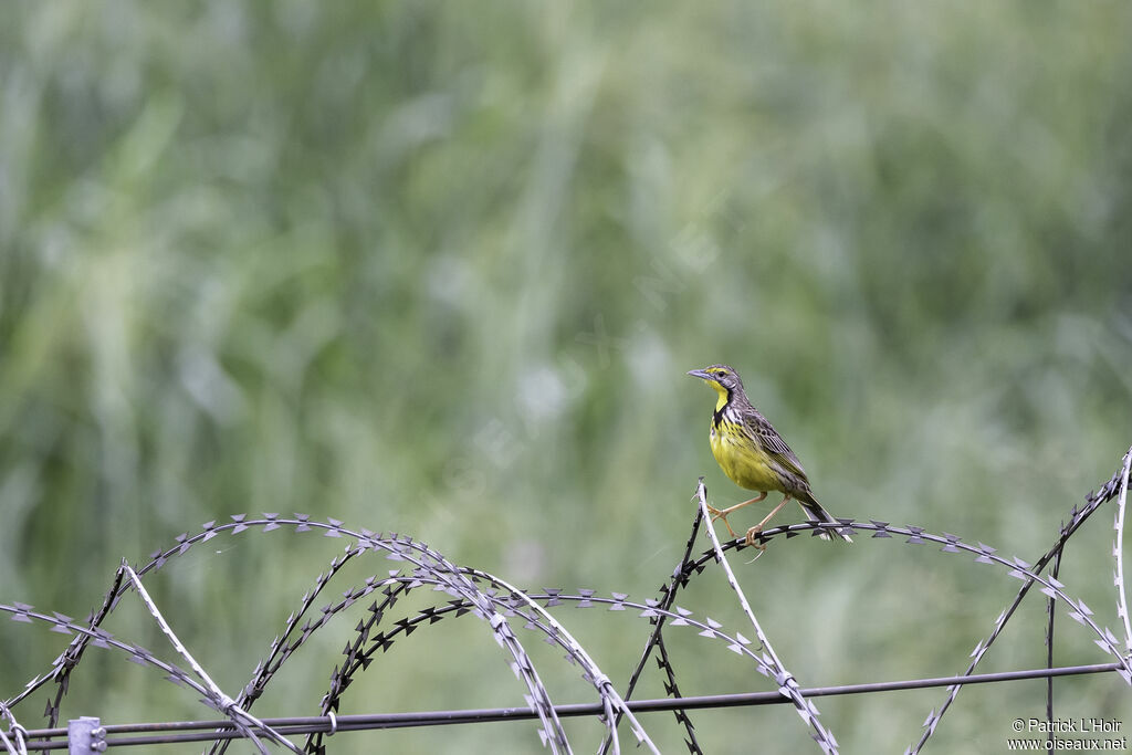 Yellow-throated Longclaw