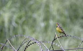 Yellow-throated Longclaw