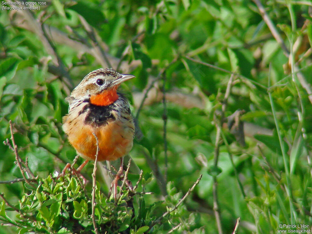 Rosy-throated Longclaw