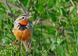 Rosy-throated Longclaw