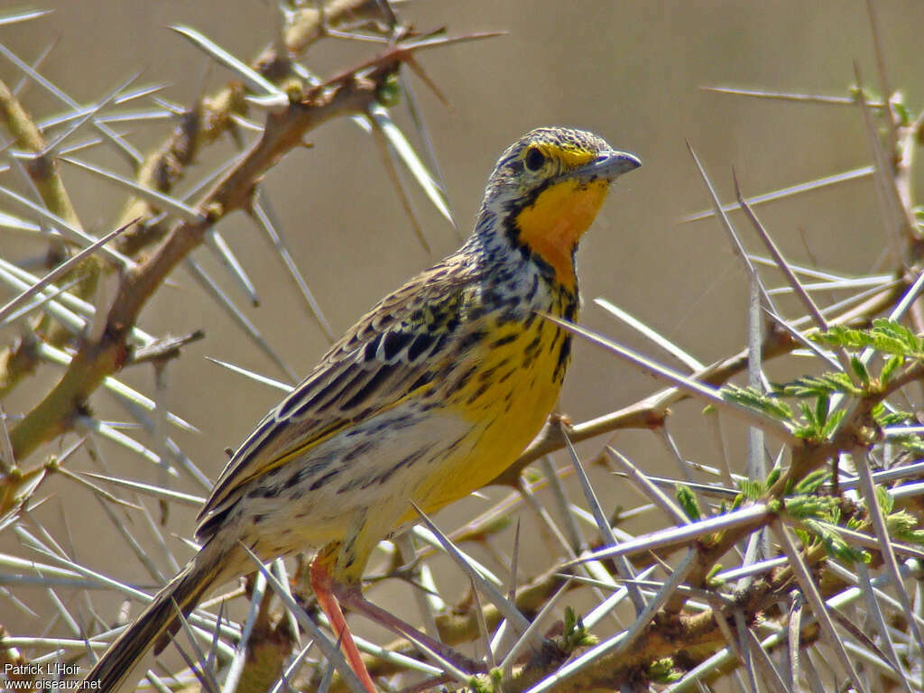 Pangani Longclaw male adult, identification