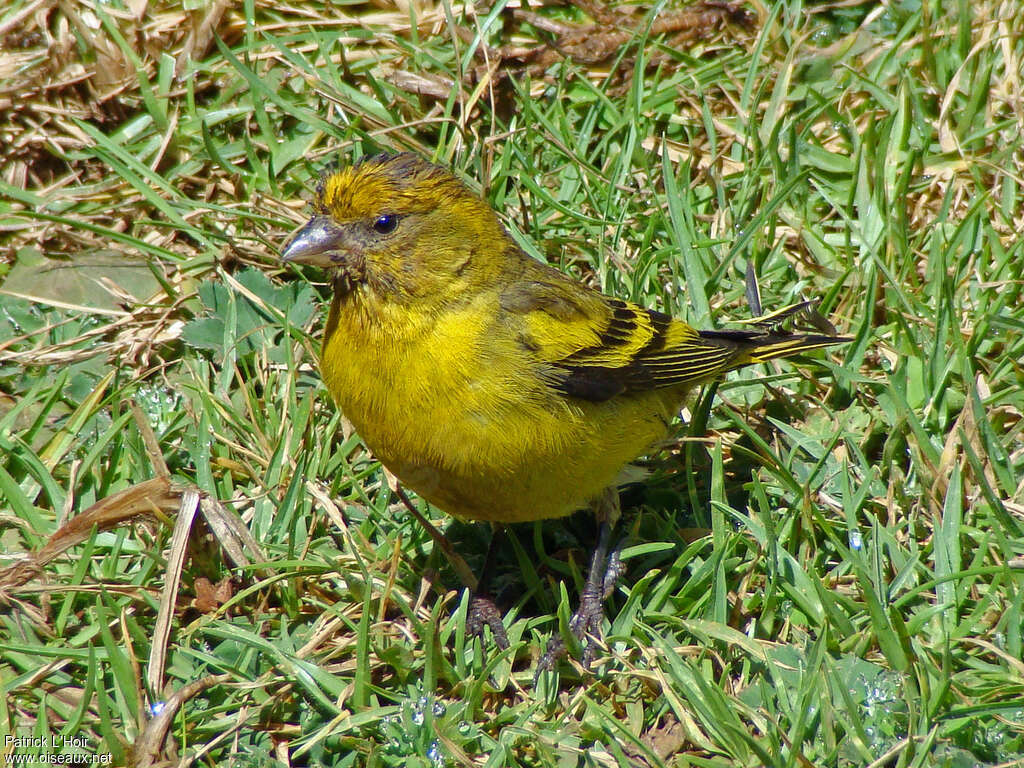 Serin à calotte jaune mâle adulte, identification