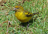 Serin à calotte jaune