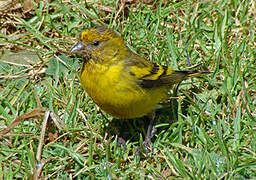 Yellow-crowned Canary