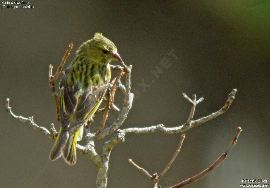 Serin à diadème