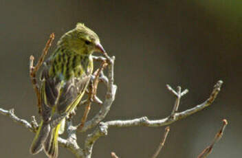 Serin à diadème