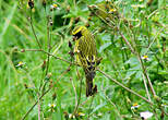 Serin à diadème