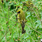 Serin à diadème