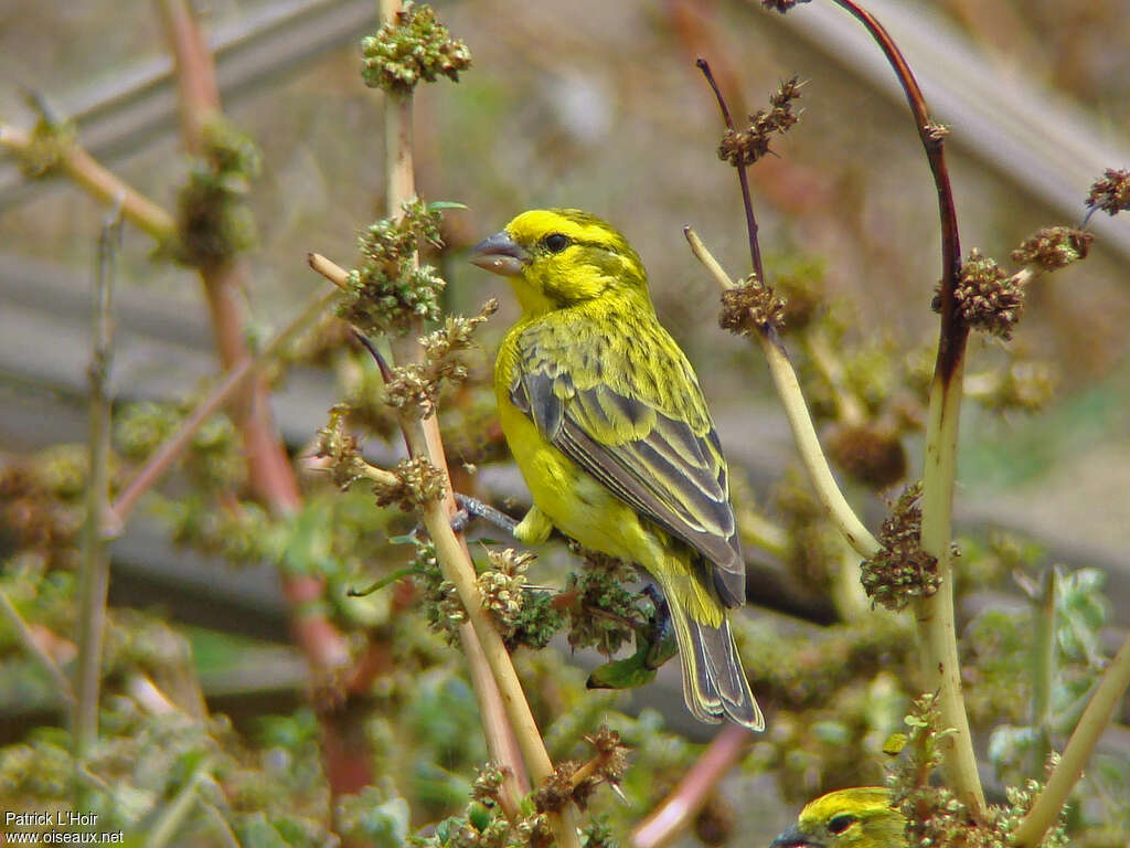 Serin à ventre blanc mâle adulte, pigmentation