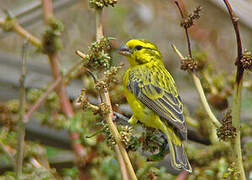 White-bellied Canary