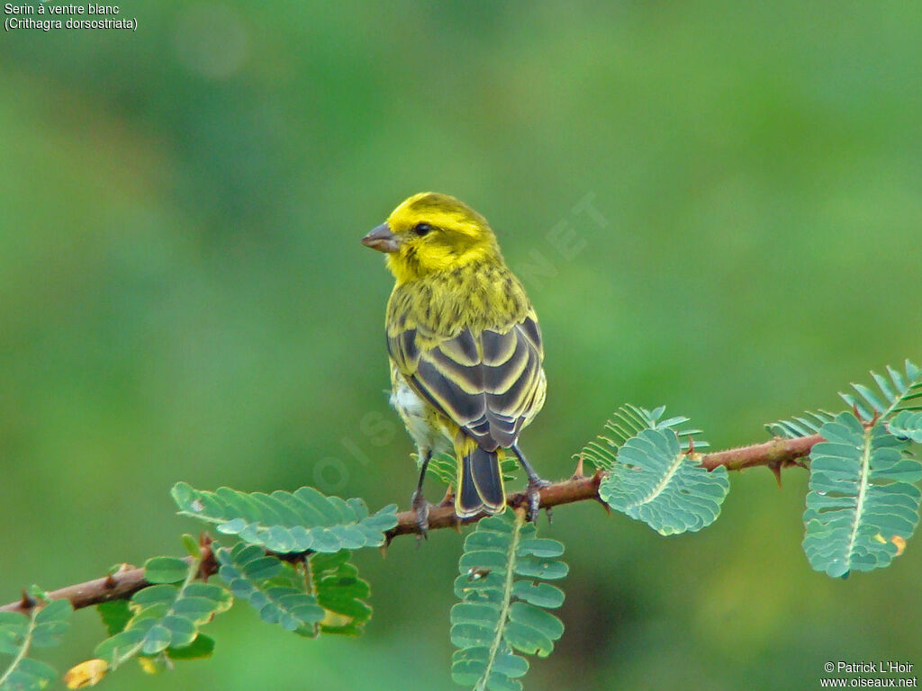 Serin à ventre blanc