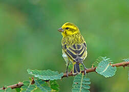 Serin à ventre blanc