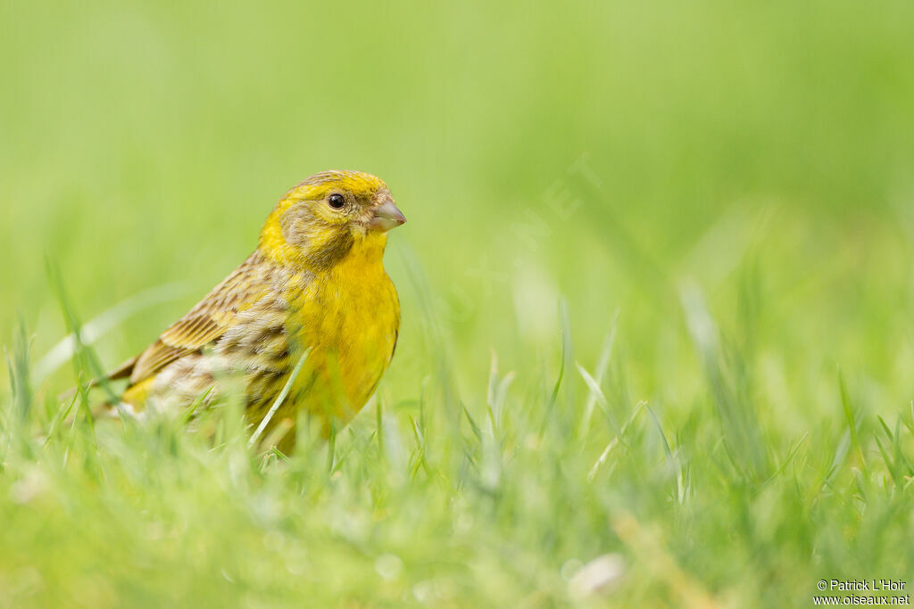 Serin cini