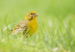 European Serin