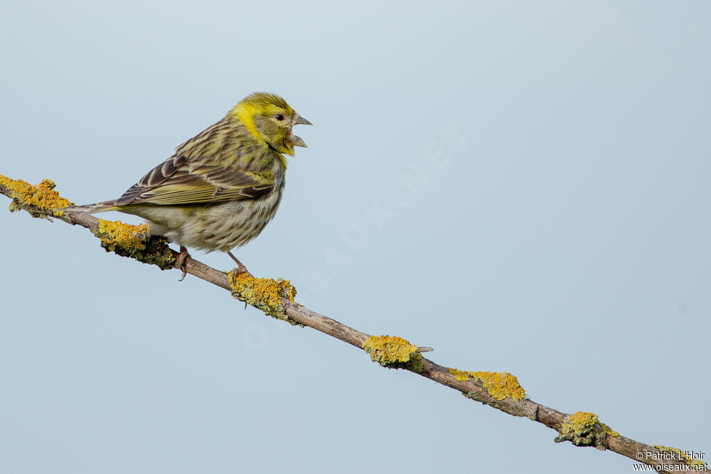 European Serin