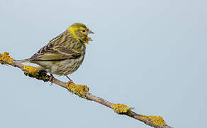 European Serin