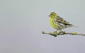 European Serin