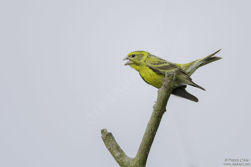 European Serin