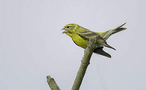 European Serin